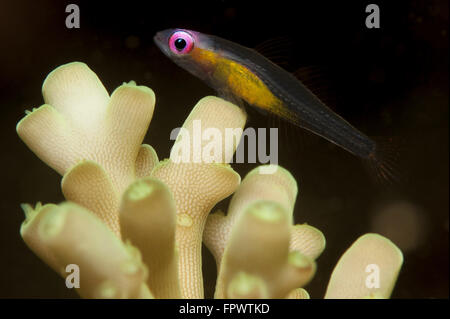 Gobie (Bryaninops natans Redeye) reposant sur le corail, le Parc National de Komodo, en Indonésie. Banque D'Images