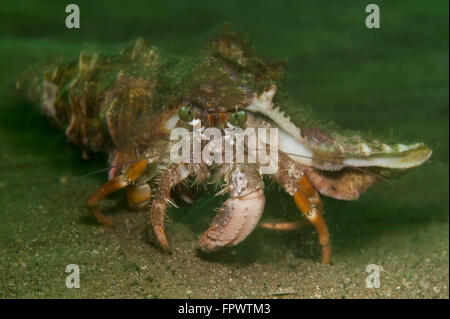 L'ermite de l'anémone (Dardanus pedunculatus) courir sur le sable en feu vert, le Parc National de Komodo, en Indonésie. Très petit anem Banque D'Images