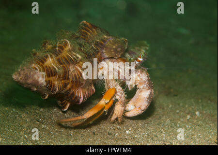 L'ermite de l'anémone (Dardanus pedunculatus) courir sur le sable en feu vert, le Parc National de Komodo, en Indonésie. Très petit anem Banque D'Images