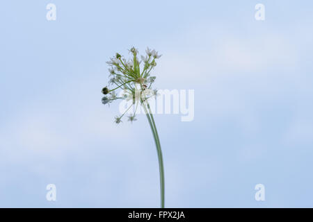 La ciboulette fleur sur le miroir avec ciel bleu reflet Banque D'Images