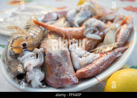 Assortiment de poissons : grondin squill gambas poissons rougets codfishes à préparer une soupe poisson Banque D'Images