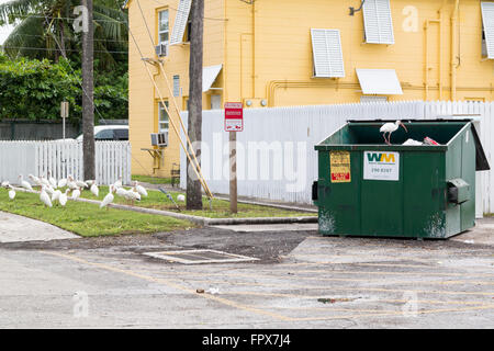 Ibis blanc à propos de l'itinérance à la nourriture parmi les déchets dans et près de conteneur à déchets, Key West, Floride, USA Banque D'Images