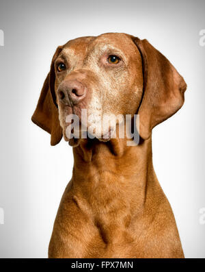 Portrait de chien hongrois Vizsla devint plus âgés Banque D'Images