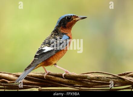 Beau mâle white-throated thrush-rock Banque D'Images