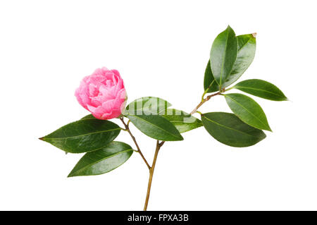Seul ouvrir partiellement la fleur de camélia et feuillage persistant brillant blanc isolé contre Banque D'Images