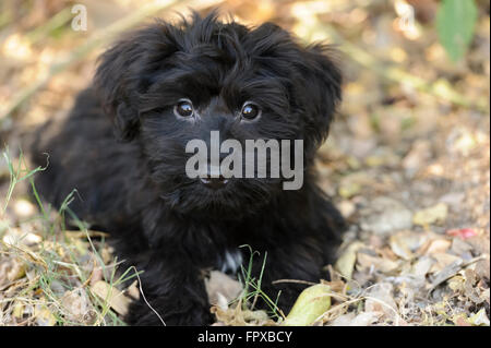 Chiot Mignon est un adorable trop fluffy puppy looking up avec un regard qui dit tout. Banque D'Images