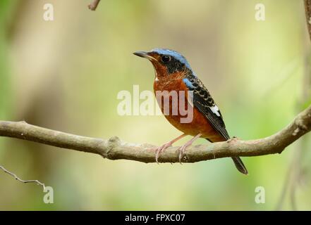 Beau mâle white-throated thrush-rock Banque D'Images