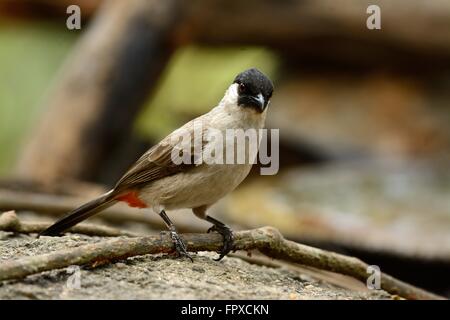 Belle tête de suie Bulbul (Pycnonotus aurigaster Direction générale de repos) Banque D'Images