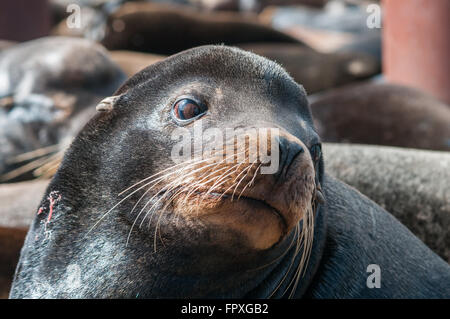 Un gros plan d'une femelle de Californie (Zalophus californianus) parmi une colonie sur un dock. Colombie River, Rainier, Oregon, États-Unis Banque D'Images