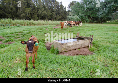 Un jeune veau Jersey près d'un abreuvoir dans un paddock vert avec d'autres veaux dans l'arrière-plan Banque D'Images