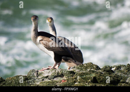 Paire de mineur) les cormorans mouchetés assis sur les rochers au bord de la mer au point Howells - Réserve de loisirs Riverton, Nouvelle-Zélande Banque D'Images