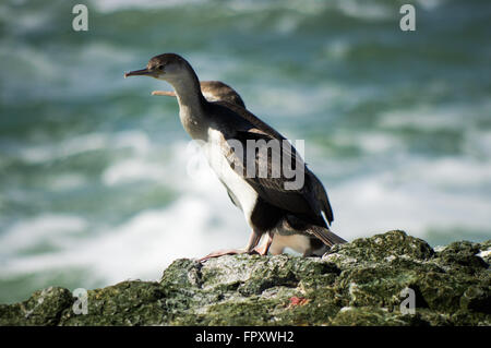 Paire de mineur) les cormorans mouchetés assis sur les rochers au bord de la mer au point Howells - Réserve de loisirs Riverton, Nouvelle-Zélande Banque D'Images