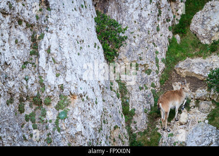 Chèvre sauvage ibérique (Capra pyrenaica hispanica) sur l'habitat. Parc Naturel de Els Ports. La Catalogne. L'Espagne. Banque D'Images