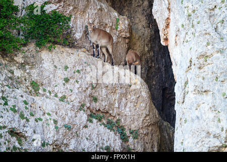 Chèvre sauvage ibérique (Capra pyrenaica hispanica) sur l'habitat. Parc Naturel de Els Ports. La Catalogne. L'Espagne. Banque D'Images