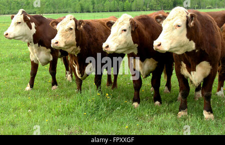 Bovins Hereford debout sur un pâturage d'été vert
