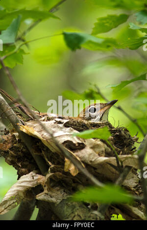 Grive des bois oiseau posé sur son nid Banque D'Images