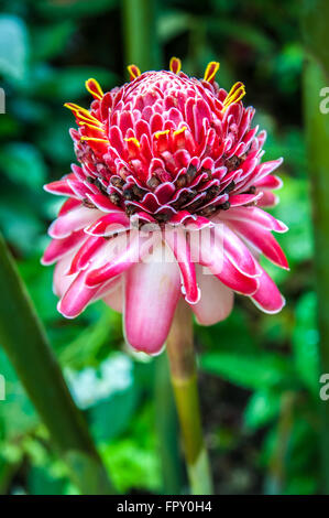 Etlingera elatior, rose torch ginger lily. Diamond Falls Botanical Gardens, St Lucia. photo©Julia Claxton Banque D'Images