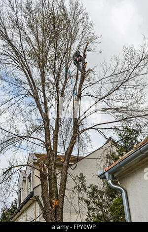 Woodcutter dans le haut de la canopée coupe un arbre pièce par pièce. Banque D'Images