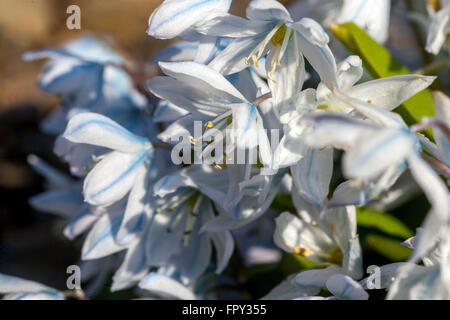 Scilla mischtschenkoana, syn. Scilla tubergeniana - Tubergen Squill Banque D'Images