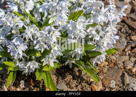 Fleurs blanches Scilla mischtschenkoana Banque D'Images