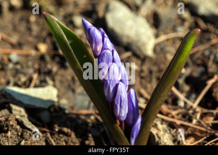 Scilla forbesii syn. Chionodoxa forbesii bourgeonnement des fleurs mars ouverture des fleurs croissance au sol, bourgeon Banque D'Images