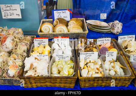 Un écran de petits coquillages de décoration à vendre à Whitby, North Yorkshire Angleterre Banque D'Images