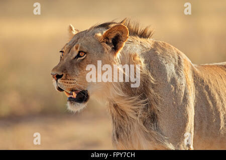 Portrait d'un jeune homme l'African lion (Panthera leo), désert du Kalahari, Afrique du Sud Banque D'Images