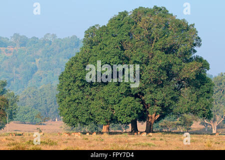 Figuier massive avec cerfs tachetés (Axis axis), Parc National de Kanha, India Banque D'Images