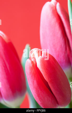 Tulipes rouges libre carte postale verticale Banque D'Images