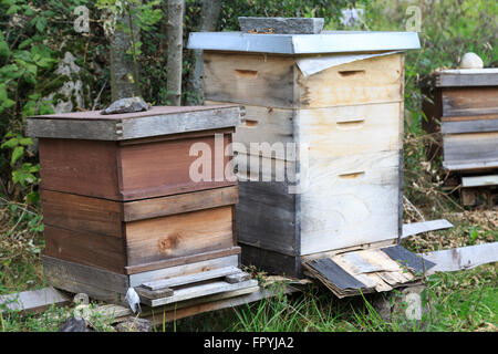 Une photo d'un homme pris dans une ruche jardin durable sur Schweibenalp en Suisse. Banque D'Images