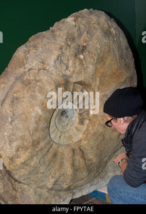Stralsund, Allemagne. Mar 16, 2016. Un 80 millions d'années Ammonoidea peut être vu au Musée océanographique de Stralsund, Allemagne, 16 mars 2016. La nouvelle exposition intitulée 'Kraken & Konsorten" informe sur l'animal de la classe des céphalopodes. PHOTO : STEFAN SAUER/dpa/Alamy Live News Banque D'Images