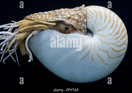 Stralsund, Allemagne. Mar 16, 2016. Une réplique d'un original Nautilus au Musée océanographique de Stralsund, Allemagne, 16 mars 2016. La nouvelle exposition intitulée 'Kraken & Konsorten" informe sur l'animal de la classe des céphalopodes. PHOTO : STEFAN SAUER/dpa/Alamy Live News Banque D'Images