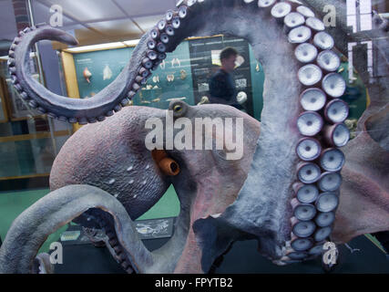 Stralsund, Allemagne. Mar 16, 2016. Une réplique d'un original Kraken au Musée océanographique de Stralsund, Allemagne, 16 mars 2016. La nouvelle exposition intitulée 'Kraken & Konsorten" informe sur l'animal de la classe des céphalopodes. PHOTO : STEFAN SAUER/dpa/Alamy Live News Banque D'Images