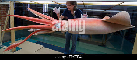 Stralsund, Allemagne. Mar 16, 2016. Biologiste marin Dorit Liebers-Helbig présentant un modèle d'un calamar de Humboldt (Dosidicus gigas) au Musée océanographique de Stralsund, Allemagne, 16 mars 2016. La nouvelle exposition intitulée 'Kraken & Konsorten" informe sur l'animal de la classe des céphalopodes. PHOTO : STEFAN SAUER/dpa/Alamy Live News Banque D'Images