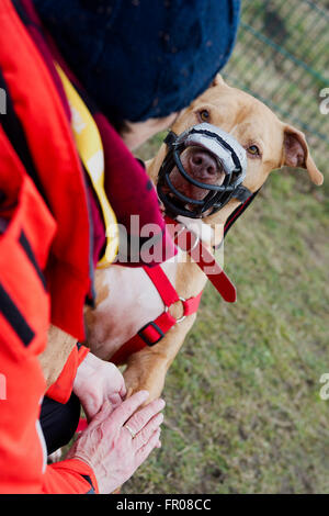 Berlin, Allemagne. Feb, 2016 4. Sieglinde et la liste Stasny chien Shrek pratiquer sur un terrain d'entraînement pour chiens au refuge d'animaux à Berlin, Allemagne, 4 février 2016. Depuis plus de sept ans, les 66 ans a été prise en charge des chiens refuge volontairement. Photo : Christina Sabrowsky/dpa/Alamy Live News Banque D'Images