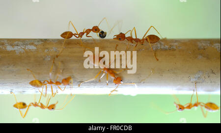 Les fourmis rouges sur le bois close-up Banque D'Images