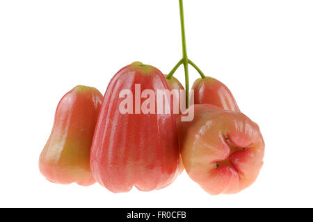 Apple Rose isolé sur fond blanc Banque D'Images