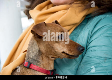 Belgrade, Serbie - pinscher nain (Min Pin) s'asseoir dans sa tour du propriétaire Banque D'Images