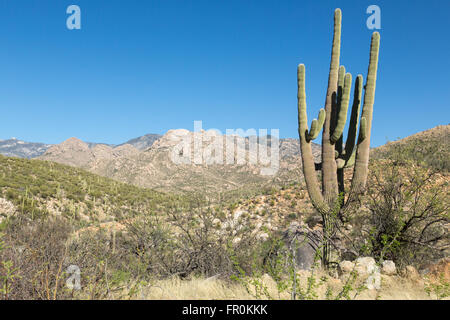 Parc d'état de l'Arizona Catalina Banque D'Images