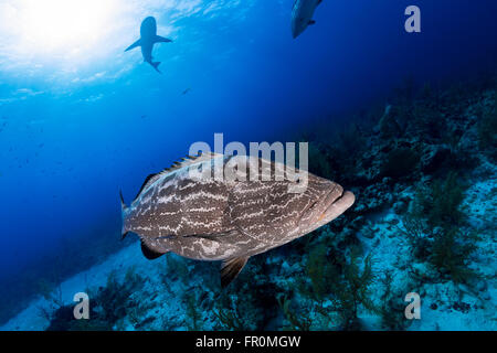 Le groupeur close up et requin de récif sur arrière-plan, la plongée Banque D'Images