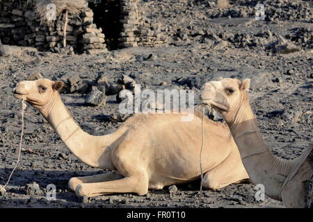 Le dromadaire chameaux attendent d'être chargés avec tout le nécessaire pour les expéditions de visiter le volcan Erta Ale-Danakil-Ethiopia. Banque D'Images