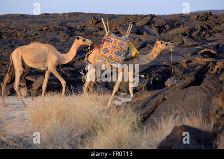 Le dromadaire chameaux chargés avec tout le nécessaire pour la visite de l'Erta Ale expéditions volcano-région Afar-Danakil-Ethiopia Banque D'Images