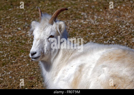 Dall (le mouflon de Dall, Ovis dalli), est une espèce de moutons indigènes au nord-ouest de l'Amérique du Nord. Banque D'Images