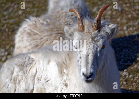 Dall (le mouflon de Dall, Ovis dalli), est une espèce de moutons indigènes au nord-ouest de l'Amérique du Nord. Banque D'Images