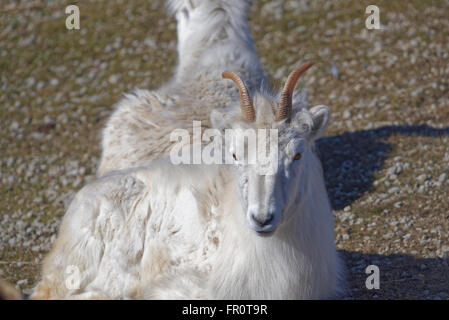 Dall (le mouflon de Dall, Ovis dalli), est une espèce de moutons indigènes au nord-ouest de l'Amérique du Nord. Banque D'Images