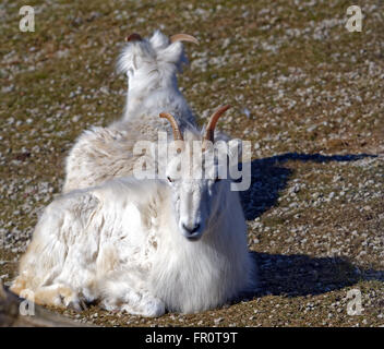 Dall (le mouflon de Dall, Ovis dalli), est une espèce de moutons indigènes au nord-ouest de l'Amérique du Nord. Banque D'Images