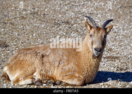 Tur du Caucase de l'Ouest (Capra caucasica syn Capra caucasica caucasica) est une montagne de l'antilope-chèvre dans l'ouest du Caucase. Banque D'Images