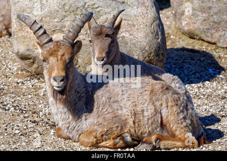 Tur du Caucase de l'Ouest (Capra caucasica syn Capra caucasica caucasica) est une montagne de l'antilope-chèvre dans l'ouest du Caucase. Banque D'Images