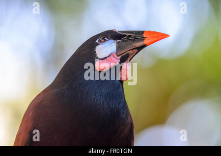 Montezuma Oropendola (Psarocolius montezuma), Puerto Viejo de Sarapiqui, Costa Rica Banque D'Images