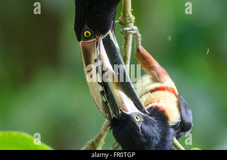 Aracaries à collier (Pteroglossus torquatus) combats près de Rivière Sarapiqui, Costa Rica Banque D'Images